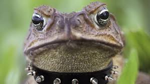 See full list on reptilepetsrock.com One Pet Cane Toad Can Keep Others From Invading Your Back Yard The Courier Mail