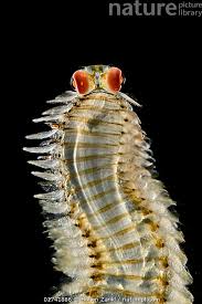 Image result for Acritochaete volkensii