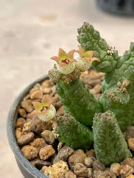 Image result for Huernia volkartii