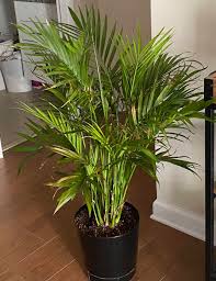 It has two bloom stalks forming at the base. Indoor Cat Palm Browning Yellowing Gardening Landscaping Stack Exchange