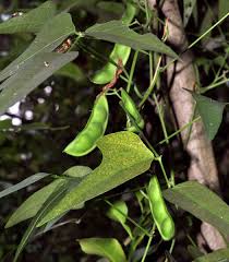 Image result for Phaseolus lunatus