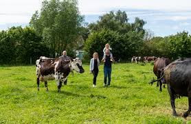 Ancienne fermette rénovée, située au fonds d'une impasse, dans un petit village, comprenant 1 pièce à vivre avec coin cuisine, un petit salon, une chambre et une salle. Gite A La Ferme Avec Animaux Pour Etonner Les Enfants Weekend Esprit Hauts De France