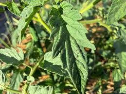 Image result for thrips damage on cucumber