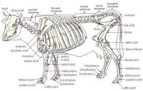 The skeleton cow was an animal on farmville. Anatomy Cow Skeleton Cattle Large Animal Vet Vet Medicine Anatomy