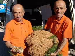 Kilosu 25 bin dolara kadar çıkan beyaz trüf mantarı, çok nadidede bulunan bir türdür. Bolu Yu Beyaz Truf Mantari Ile Butun Dunyaya Tanitacagiz Bolununsesi Gazetesi