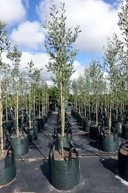 Giant Kalamata Olives Spring Colours
