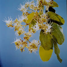 Image result for Isoberlinia