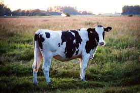 Black and white cow pictures. Black And White Cow Cow Photography Cute Cows Cow