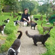 This Lady Runs A Very Large Cat Sanctuary Click Here To See The Video Http Www Wimp Com Catsanctuary Cat Sanctuary Animals Crazy Cats