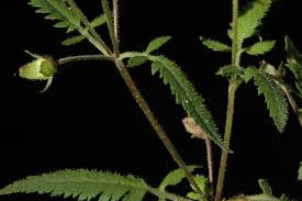 Image result for Calceolaria tripartita