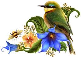 Pin By Jolie Creation On Culte Oiseaux In 2020 Bird Drawings Bird Art Pictures To Draw