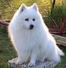 The japanese spitz is a small, fluffy, white companion breed that was developed in japan. Haaren Japan Spitze Haare Hund