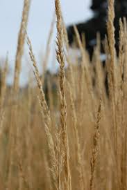 Image result for Agrostis epigejos