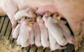 Caring for Pigs