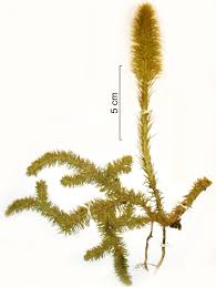 Image result for Lycopodiella sarcocaulon