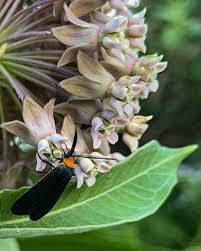 Image result for Asclepias foliosa