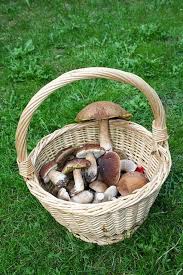 Cuisine Maison D Autrefois Comme Grand Mere Recette De Conserve De Cepes A L Huile Recettes De Conserve Cuisine Conserve
