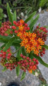 Image result for Asclepias albens
