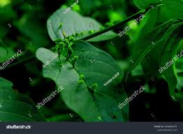 Image result for Vangueria monteiroi