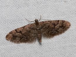 Image result for Eupithecia lanceata