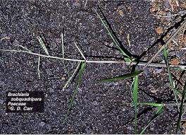 Image result for Urochloa dictyoneura