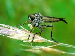 Small Yellow Robber Fly Dolopus Sp By Mark Ridgway Jungledragon Small Robber Yellow