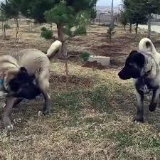 Kangaltv Adli Kullanicinin Kangal Shepherd Dogs Kangal Schaferhunde Panosundaki Pin 2020 Kangal Kopegi Kopek Pitbull