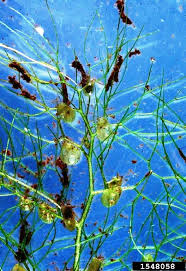 Kuvahaun tulos haulle bladderwort plant