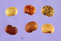 Image result for Rhynchosia procurrens