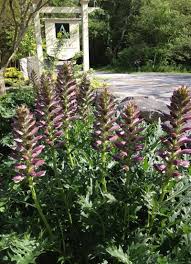 Image result for Acanthus