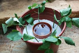 Raspberry Plant Propagation Learn How To Propagate Raspberries