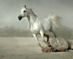 Swirl horse horsehair background horses tribals arabian horse portrait arabian horses vector horse arabic white horse rear white horse rearing up white horse standing horses panorama. 27 Horses Ideas Horses Horse Pictures Beautiful Horses