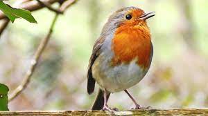 robin birds chirping and singing beautiful bird sounds and bird song robin bird beautiful birds bird photography