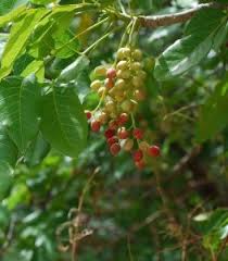 Image result for Lannea edulis