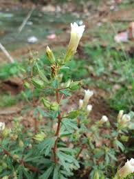 Image result for Limnophila indica