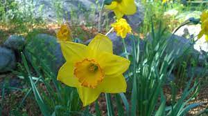 Daffodils Blooming At Puritan Lawn Daffodils Plant Life Plants