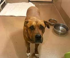 Attend our events and participate in promotions, knowing that your attendance or purchase directly benefits the animals in our care and the programs we offer. San Diego Humane Society Praises Puppy Mills Ban Kpbs