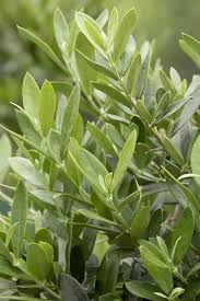 Image result for Olea