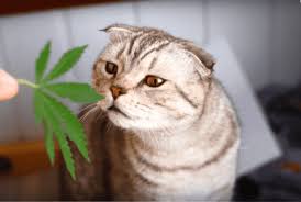Cbd is also becoming more and more available for use on dogs, cats, and some treat stress, anxiety, insomnia, pain, depression, epilepsy and seizures. The Ultimate Guide To Cbd Oil For Cats