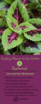 Schattenpflanzen Top 16 Pflanzen Fur Schatten Plantura Schattenpflanzen Pflanzen Einjahrige Pflanzen