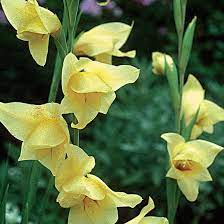 Gladiolus Hybrid Nanus Flower Lyrics Best Flower Wallpaper
