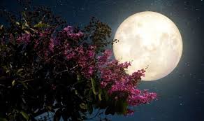 According to nasa, the pink super moon will be at its biggest and brightest at 11:32 p.m. Bxzdzhglmxczam