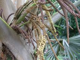 Image result for Latania loddigesii