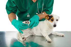 There is usually quite a bit of cord still attached to the belly button. Everything You Need To Know About Umbilical Hernias In Dogs Animalso
