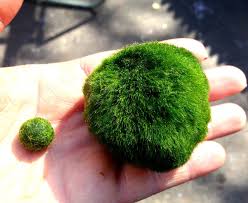 Amazon Com Giant Marimo Moss Ball 1 5 Inch To 2 Inch X 1 One Small Marimo Free Ship From Usa Live Aquarium Aquatic Marimo Moss Ball Marimo Moss Marimo