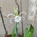 Image result for Ismene narcissiflora