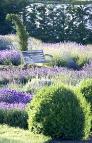 Echter Lavendel Wirkt Die Arzneipflanze 2020 Sorgt Fur Entspannung Im Garten Lebe Lieber Fesch In 2020 Echter Lavendel Garten Lavendel Garten