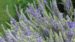Image result for Veronica abyssinica