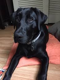 Black Lab Puppy 6 Month Old Lab Black Lab Puppies Black Puppy Black Labrador Retriever