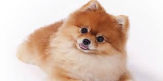 Whole pet veterinary clinic, madison, wi, vet, veterinary, veterinarian, cat, dog, pets, pet clinic, vaccines, rabies, pet hospital, animal clinic, pet clinic, vet hospital, veterinary. Abscessed Tooth Dog Swollen